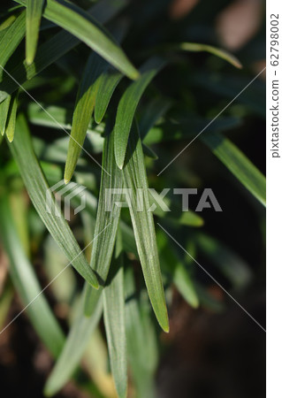 Dwarf Mondo Grass 62798002