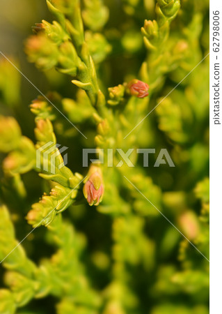 Dwarf golden oriental thuja Dwarf golden oriental thuja 62798006
