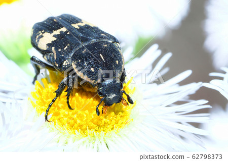 黑花金龜子 黑花金龜子 62798373