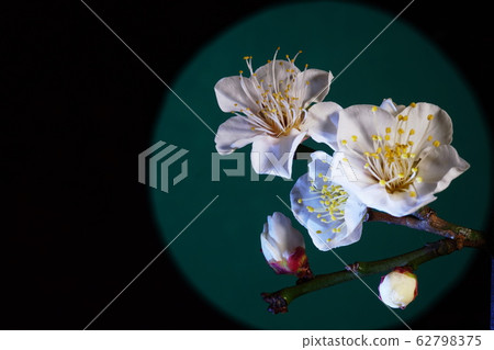 Plum blossom Plum blossom 62798375