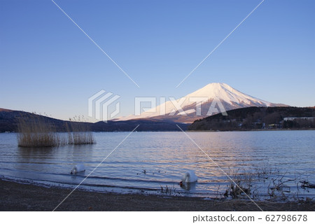 Red Fuji and Swan at dawn as seen from Lake Yamanaka (near the plains) (winter) Red Fuji and Swan at dawn as seen from Lake Yamanaka (near the plains) (winter) 62798678