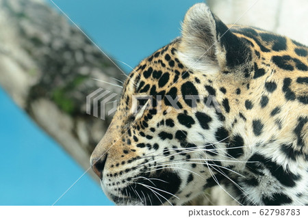 Jaguar face Jaguar face 62798783