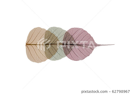 Colorful skeleton leaves decoration on white 62798967