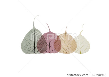 Transparent skeleton leaves on a white background 62798968