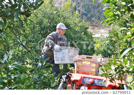Dekopon Harvesting Senior Male Carrier NO.2 Dekopon Harvesting Senior Male Carrier NO.2 62799051