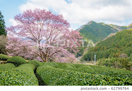 Early blooming cherry blossoms in the tea plantation 2 Early blooming cherry blossoms in the tea plantation 2 62799764