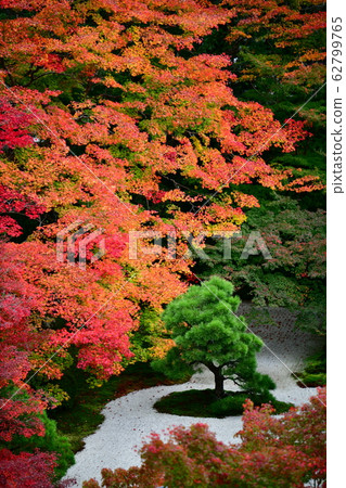 鬆在秋天的落葉 62799765