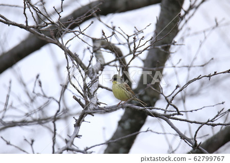 荒尾市四山神社青治 62799767