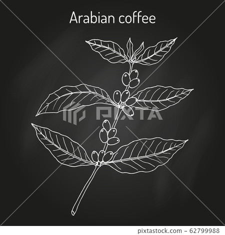 Coffee tree branch coffea arabica - Stock Illustration [62799988] - PIXTA