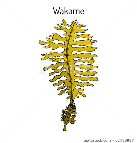 Wakame Undaria pinnatifida , edible seaweed Wakame Undaria pinnatifida , edible seaweed 62799997