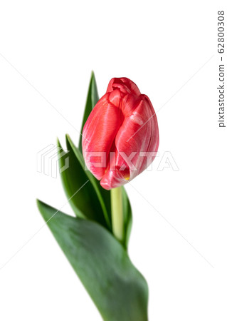 Close up of beautiful tulip isolated on white background 62800308