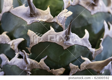 Close up agave leaf texture background 62800592