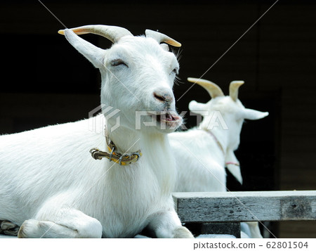 可愛的山羊 62801504