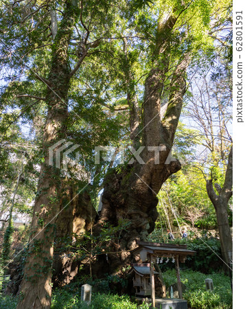 Kinomiya Shrine-Azu Sawaki Shrine 62801591
