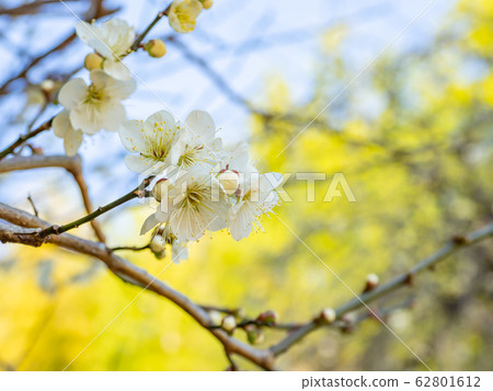 Atami Plum Garden-Shirakaga Atami Plum Garden-Shirakaga 62801612