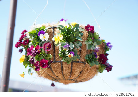 Flowers in hanging basket 62801702