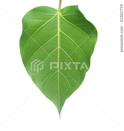 Banyan or Sacred Fig Leaf on White Background 62802759