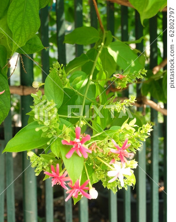 Rangoon Creeper or Combretum Indicum Flowers on 62802797