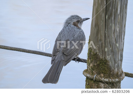 Bulbul 62803206