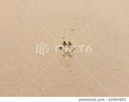 background picture of dog foot print on sand beach background picture of dog foot print on sand beach 62804865
