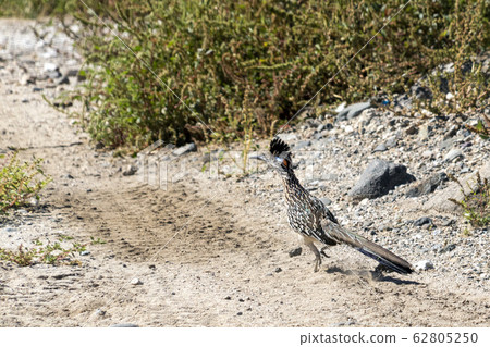 Road Runner Bird close up 62805250