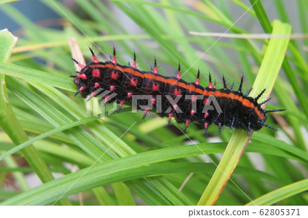 黑松(Pinus thunbergii)的幼蟲 黑松(Pinus thunbergii)的幼蟲 62805371