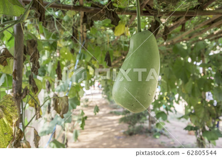 green mellon ivy on wood bamboo rack 62805544