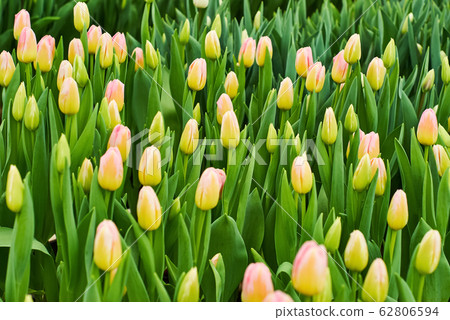 floral background - unopened bright yellow pink floral background - unopened bright yellow pink 62806594