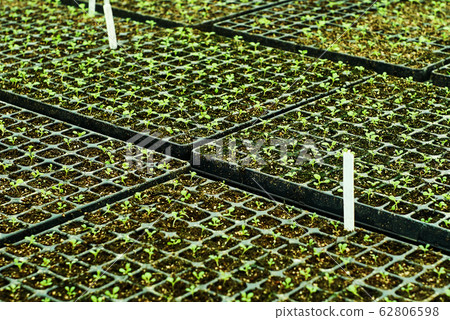 background - tiny plant sprouts in a seedling 62806598