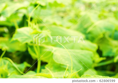 young cucumber vine with spirally twisted tendrils 62806599