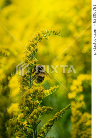 bumblebee collects flower nectar of goldenrod 62806761
