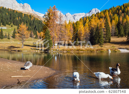 Geese flock on autumn alpine mountain pond not far Geese flock on autumn alpine mountain pond not far 62807548