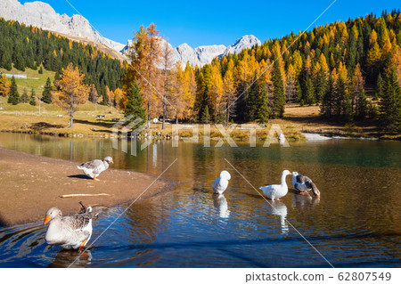 Geese flock on autumn alpine mountain pond not far Geese flock on autumn alpine mountain pond not far 62807549