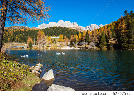 Geese flock on autumn alpine mountain pond not far Geese flock on autumn alpine mountain pond not far 62807552