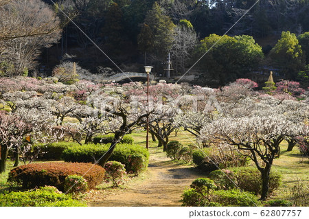 2月@町田95 Bairin / Yakushi池塘公園 62807757