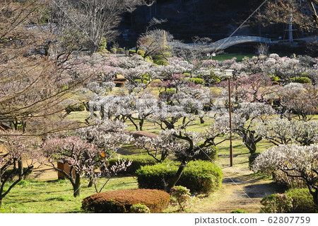 February @ Machida 93 Bairin / Yakushiike Park 62807759
