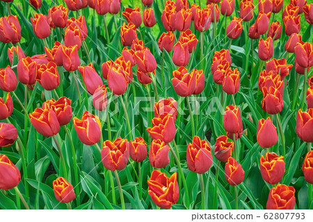 Flowerbed of tulips in the garden 62807793