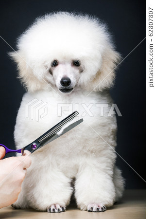 dog portrait scissors hand table dog portrait scissors hand table 62807807