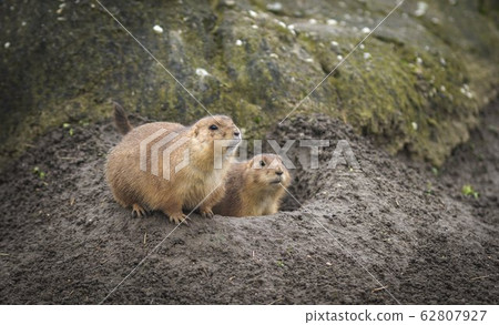 close up of desert rat eating looking surprised in 62807927