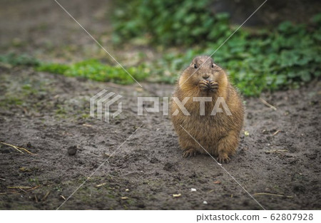 close up of desert rat eating looking surprised in 62807928