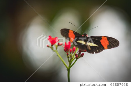 black with red and white butterfly close up on a 62807938