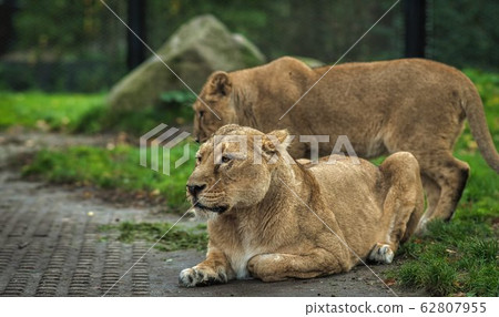 the lion and lioness are playing rolling around on 62807955