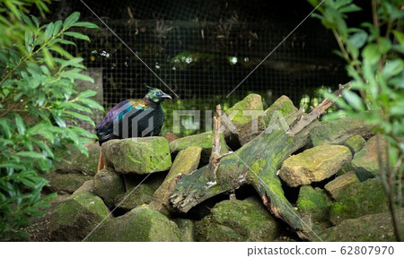 bird in its natural environment of forest trees 62807970
