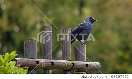 bird in its natural environment of forest trees 62807972