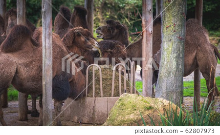 camels eat a mountain of hay under a roof at the 62807973