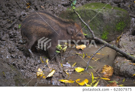 a wild boar goes after the rocky hillside down to a wild boar goes after the rocky hillside down to 62807975