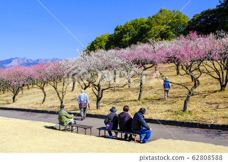 Red and white plum forest 62808588