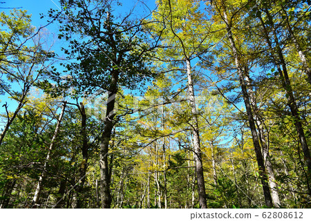 Scenery of Kamikochi nature trail 62808612