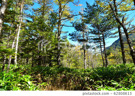 Scenery of Kamikochi nature trail 62808613