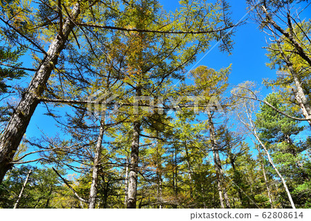 Scenery of Kamikochi nature trail 62808614